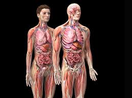 Human Anatomy